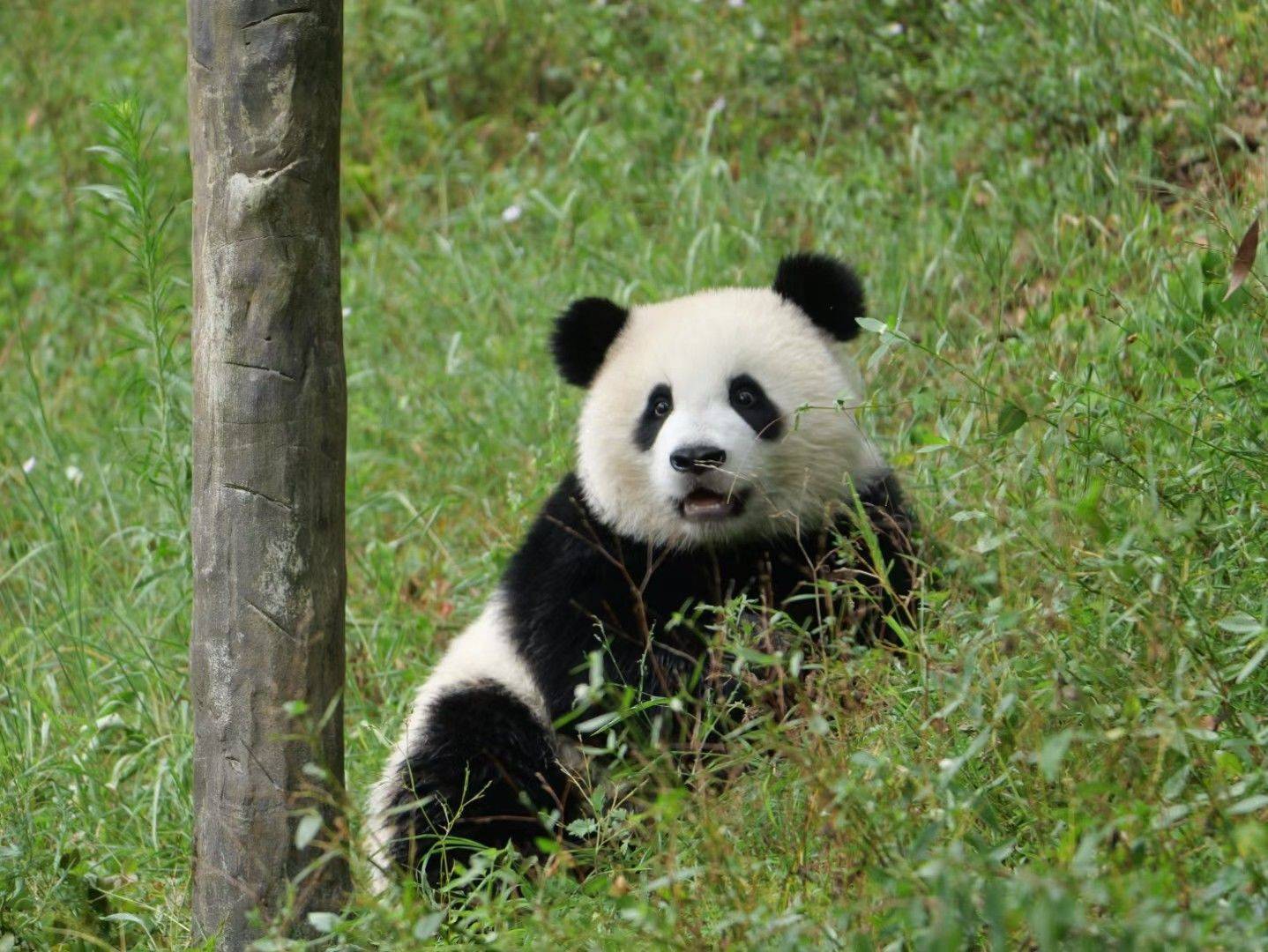 尤加利