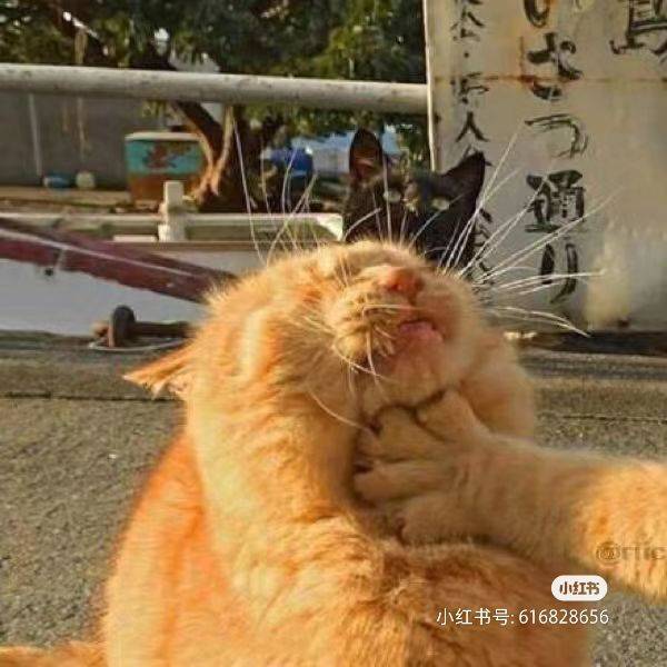 杨大侠