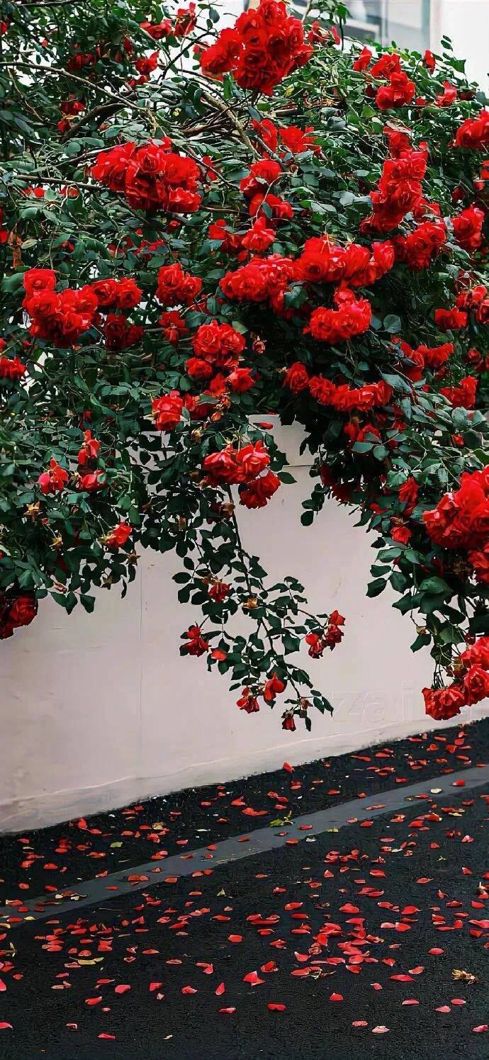 桃桃🍑乌龙茶