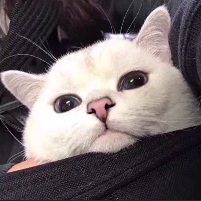 ᴡ