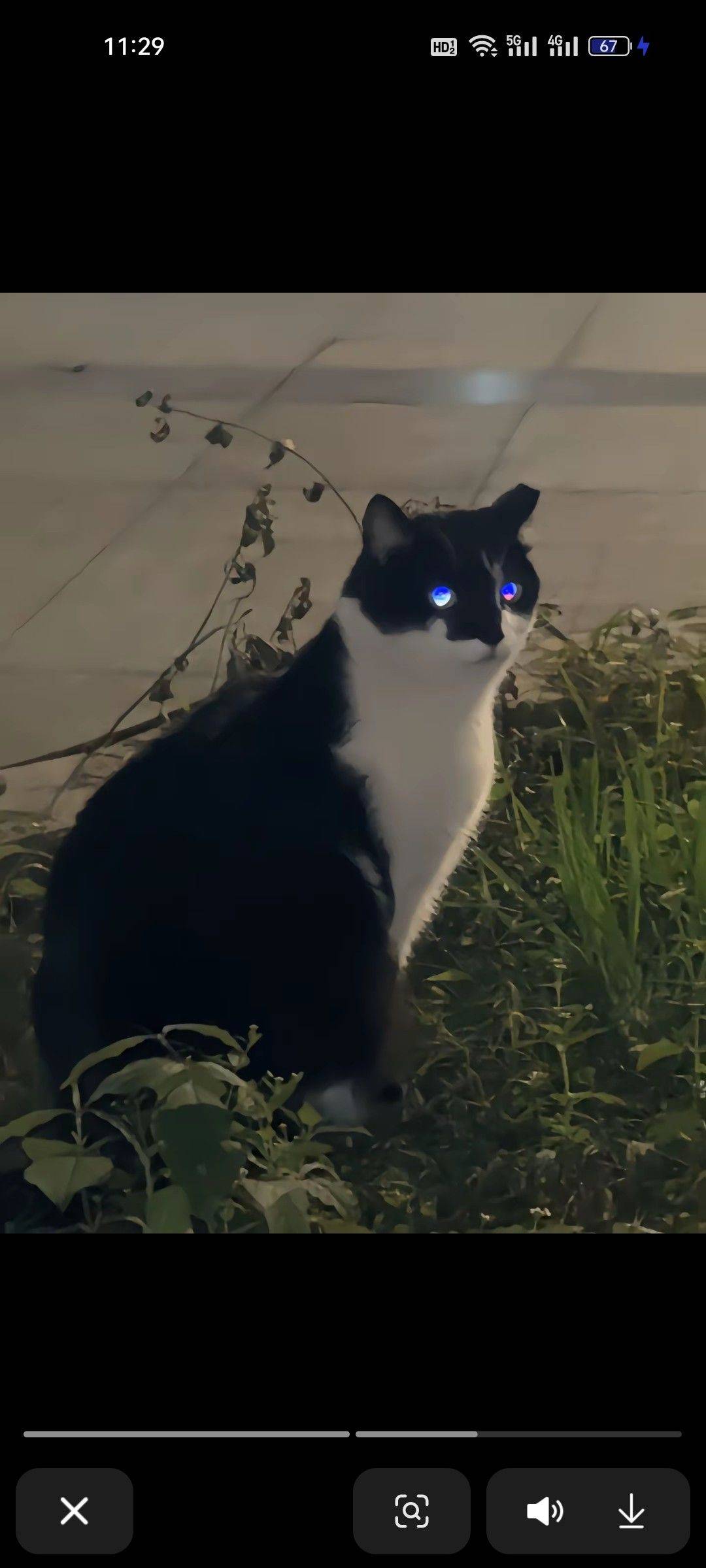 猫舍