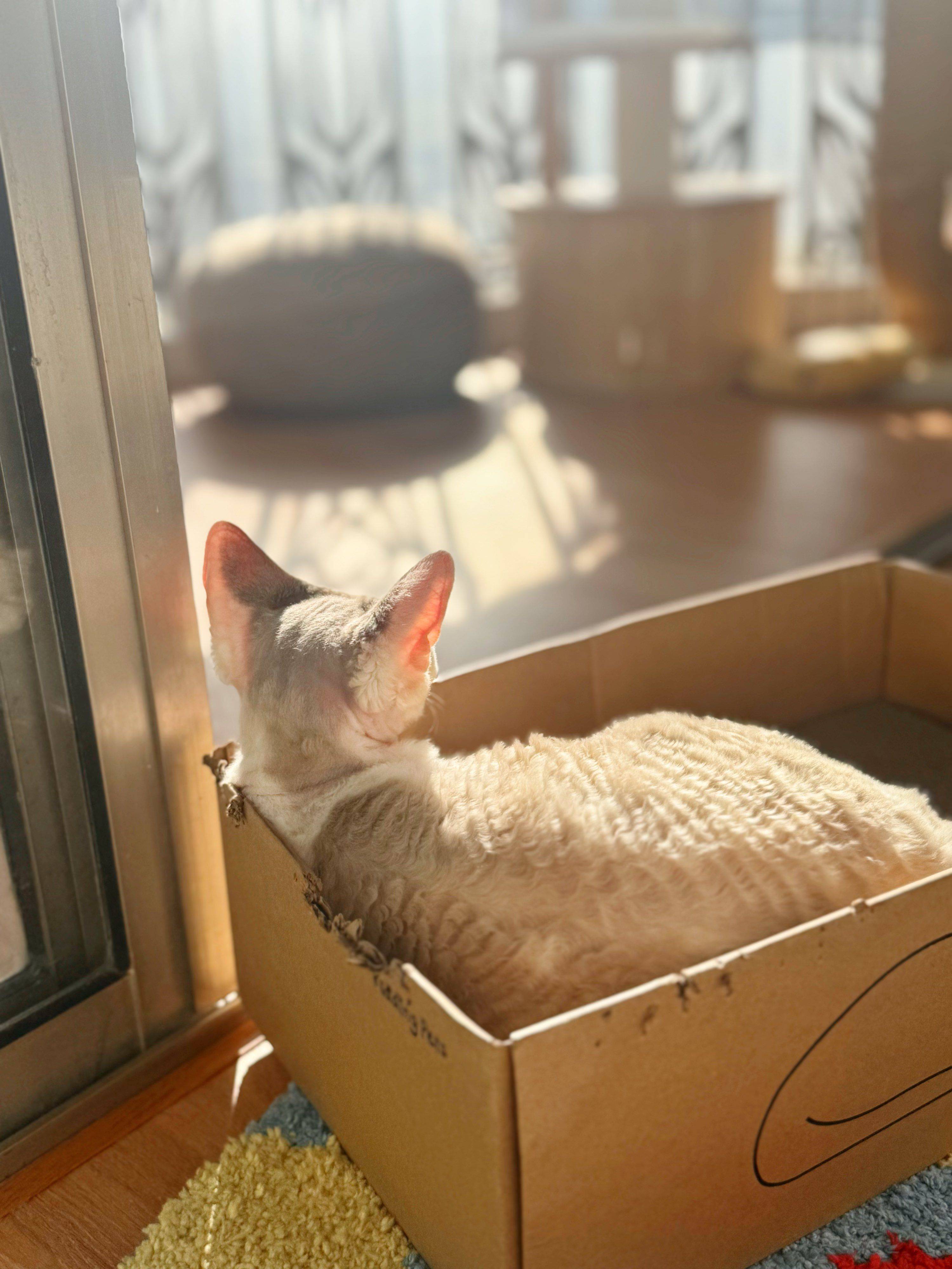 黄