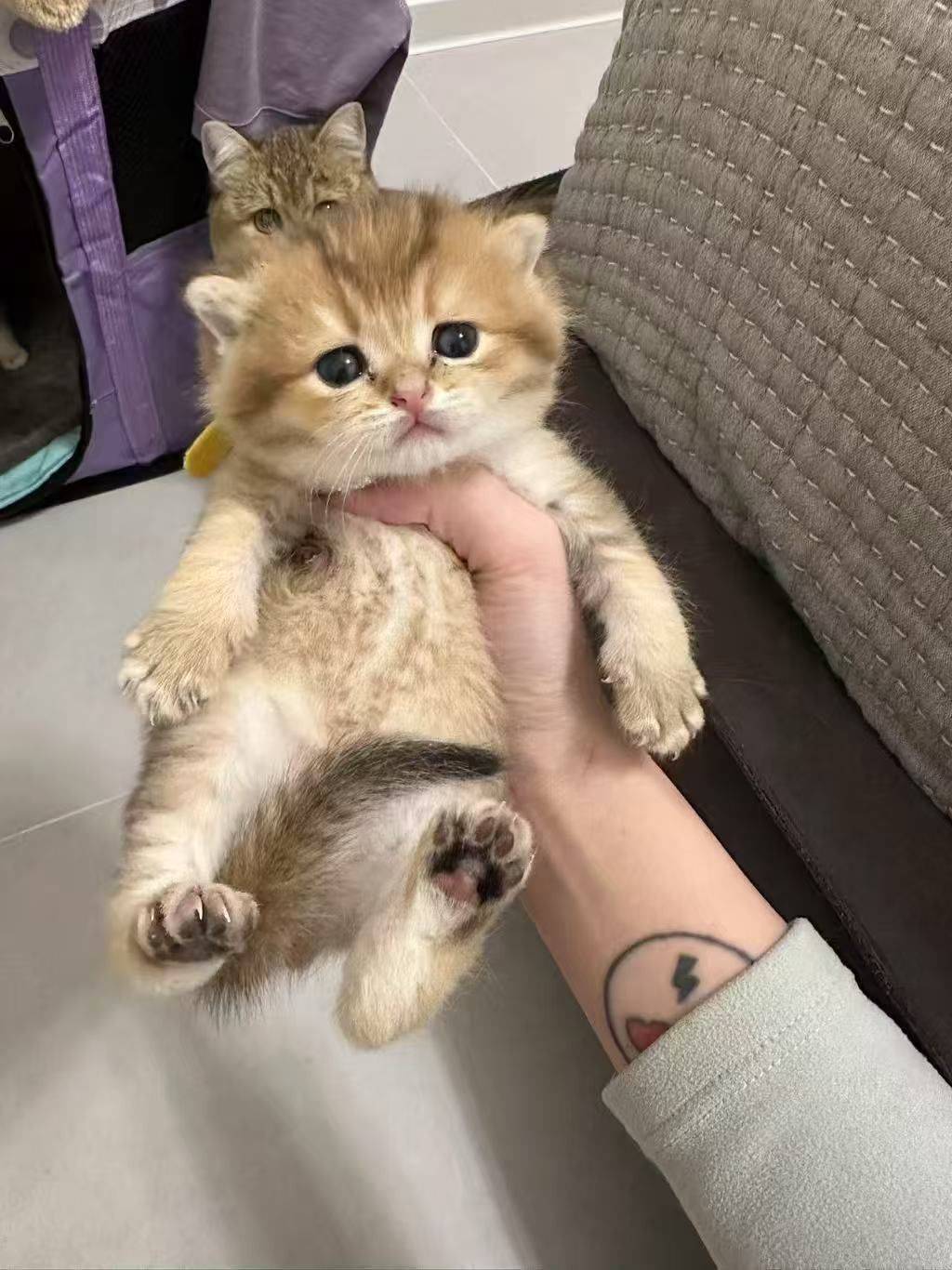 憨憨o