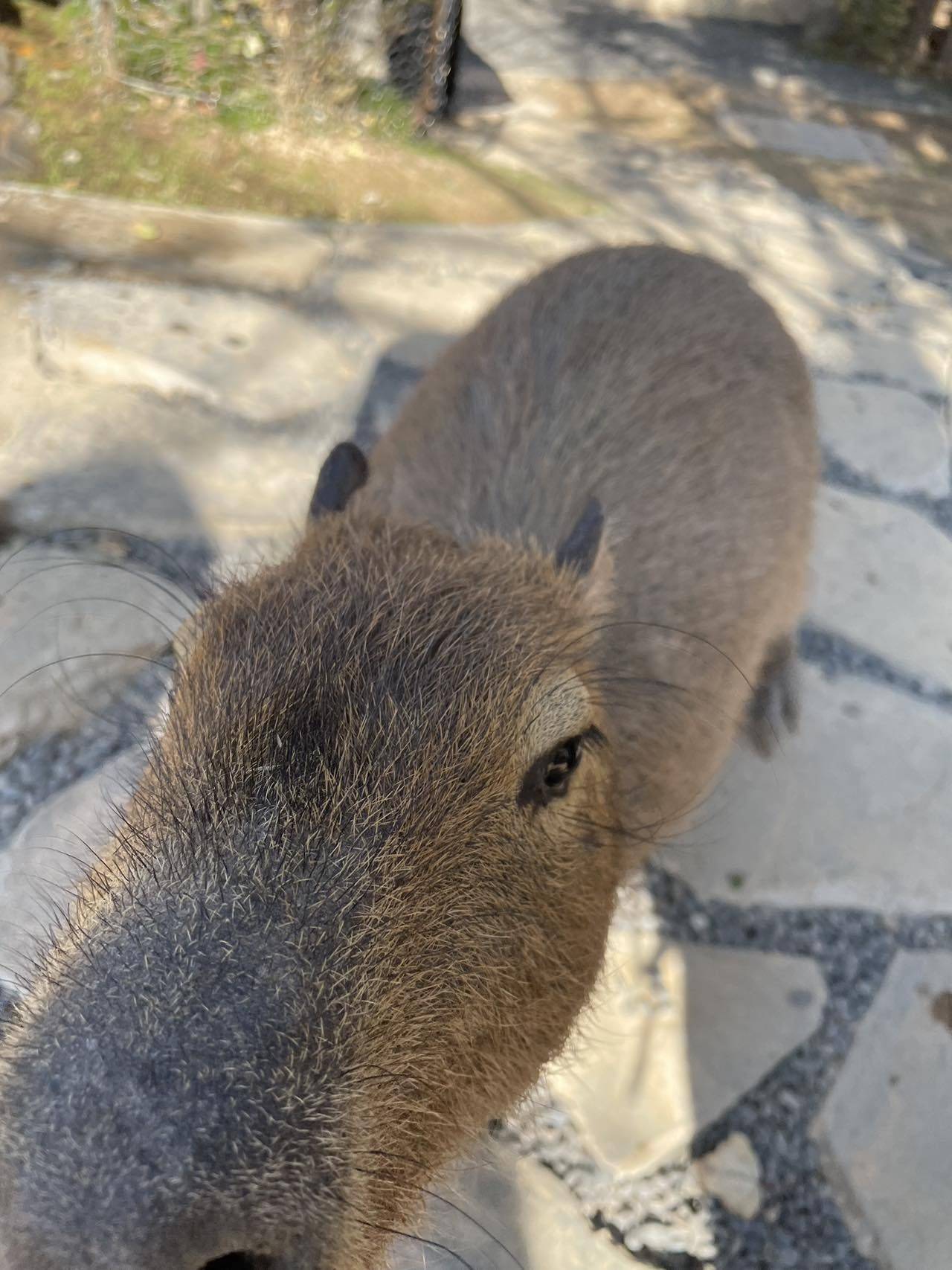 小玉