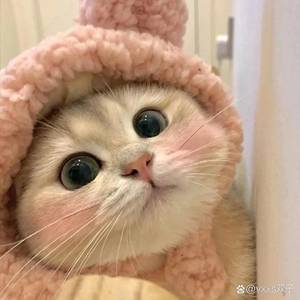 私家猫