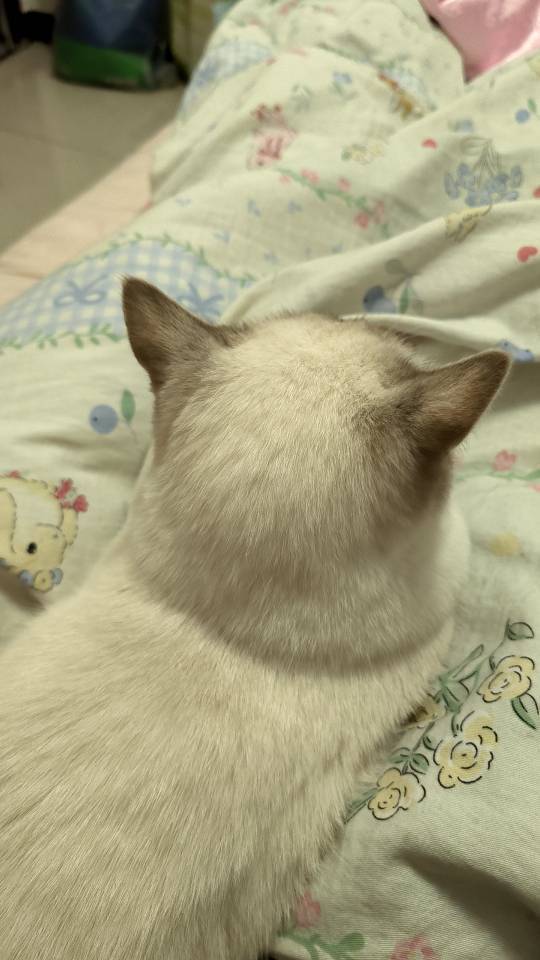 小阳