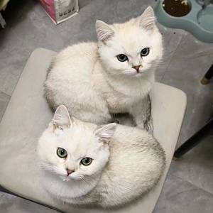 猫猫
