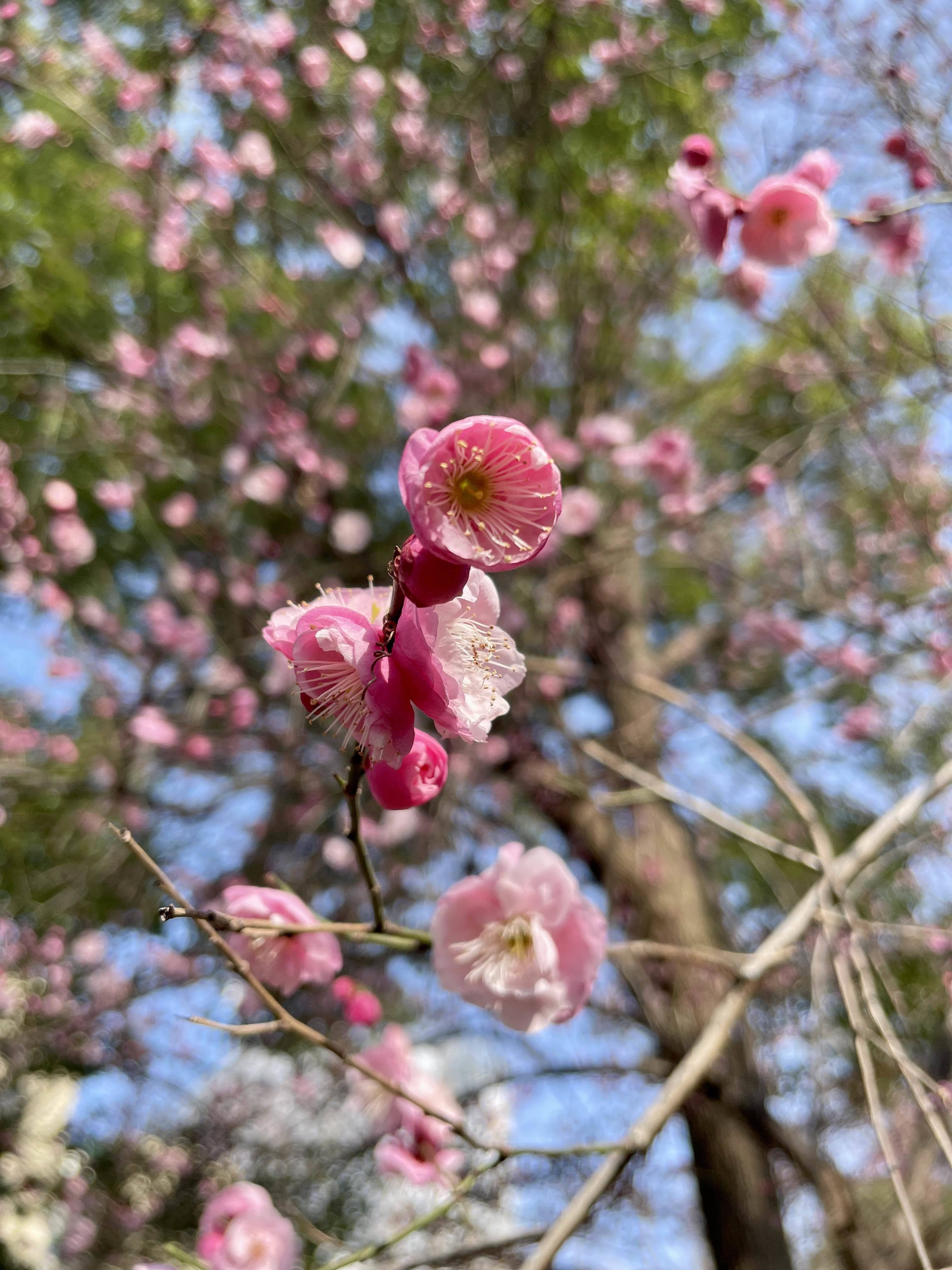 雷女士