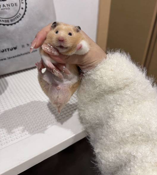 芒