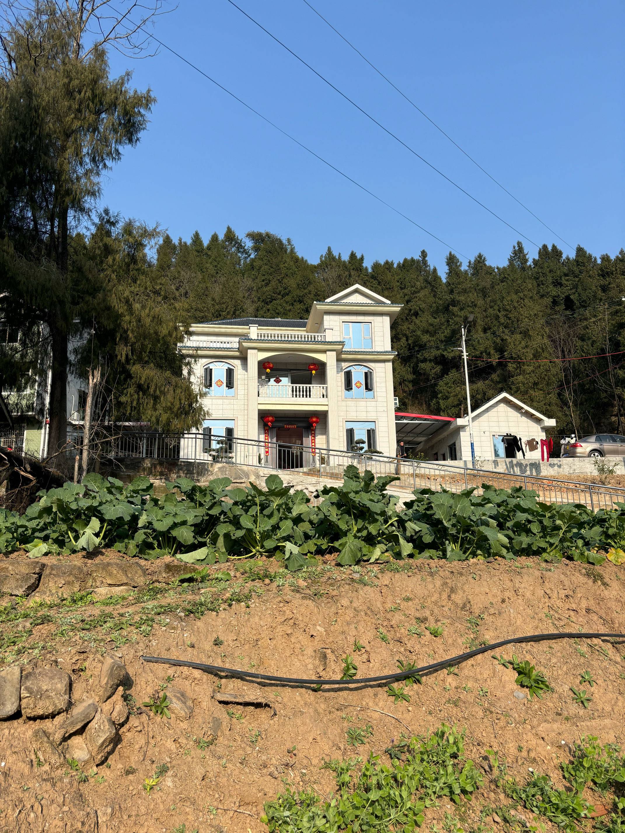 槐树路256