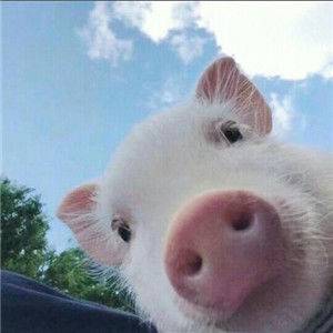 pp