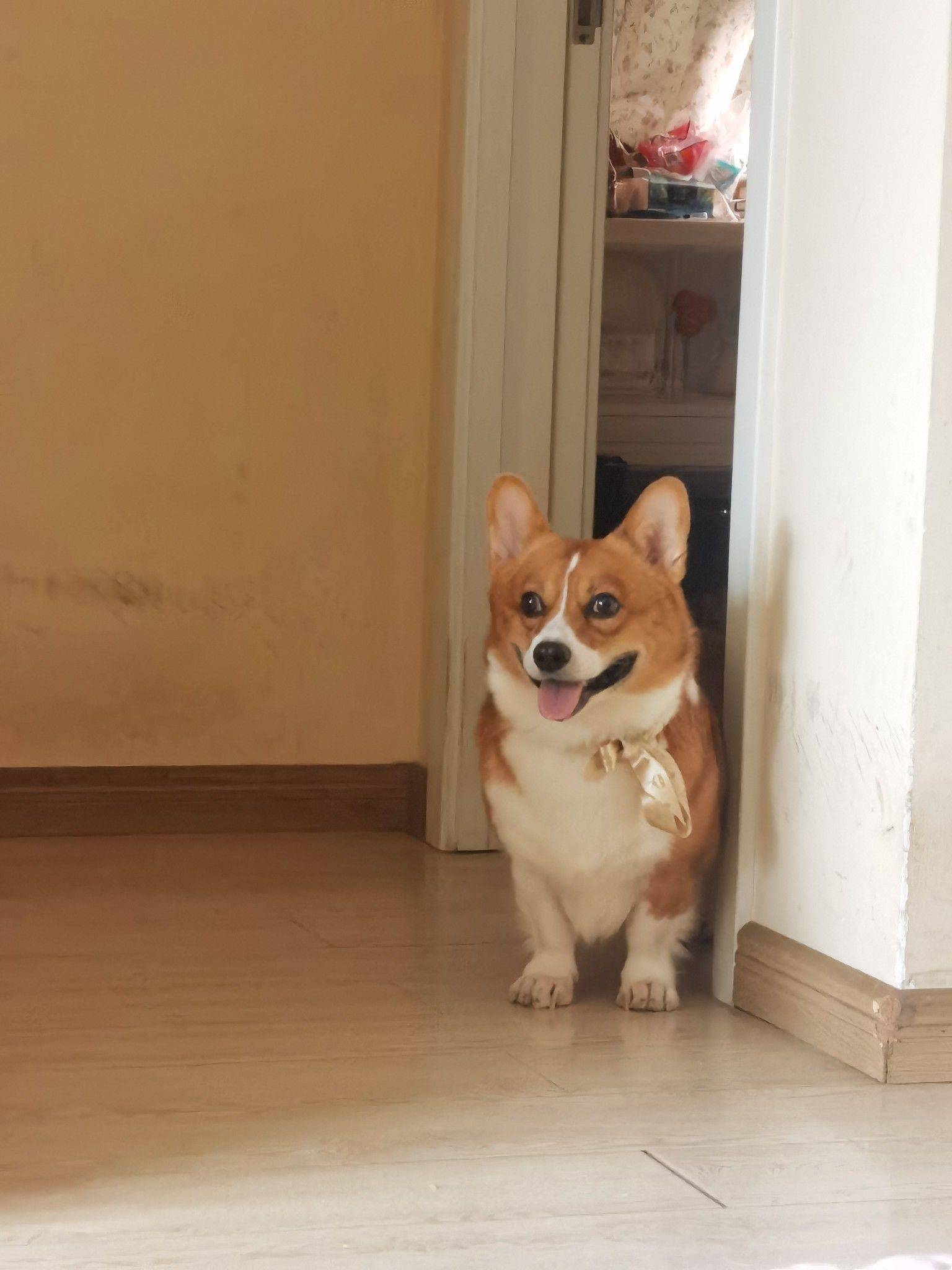 淡雅