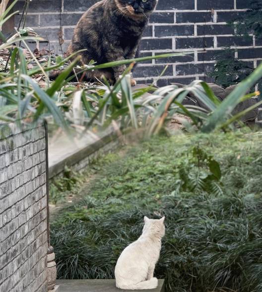 猴子