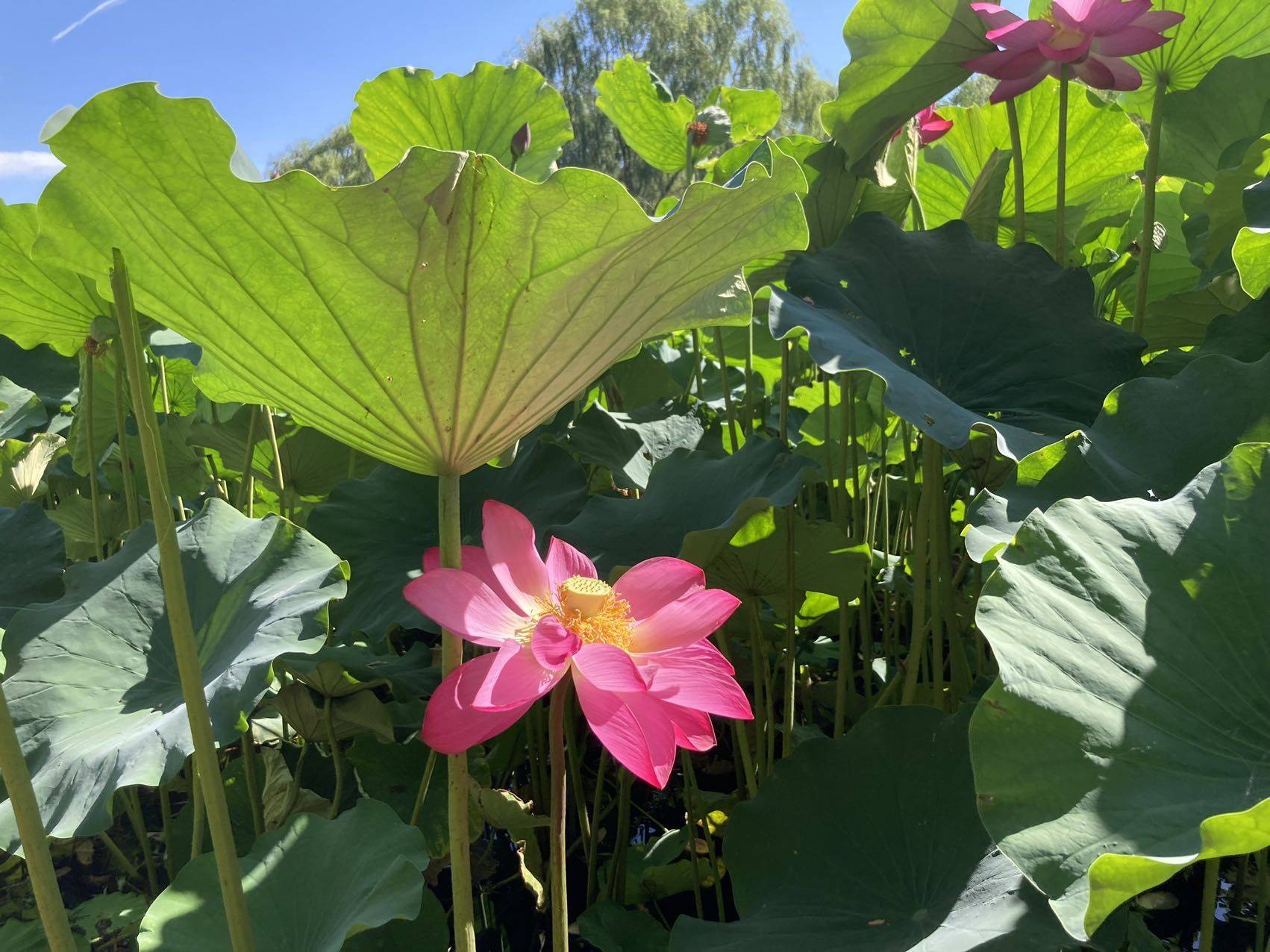 向日葵🌻