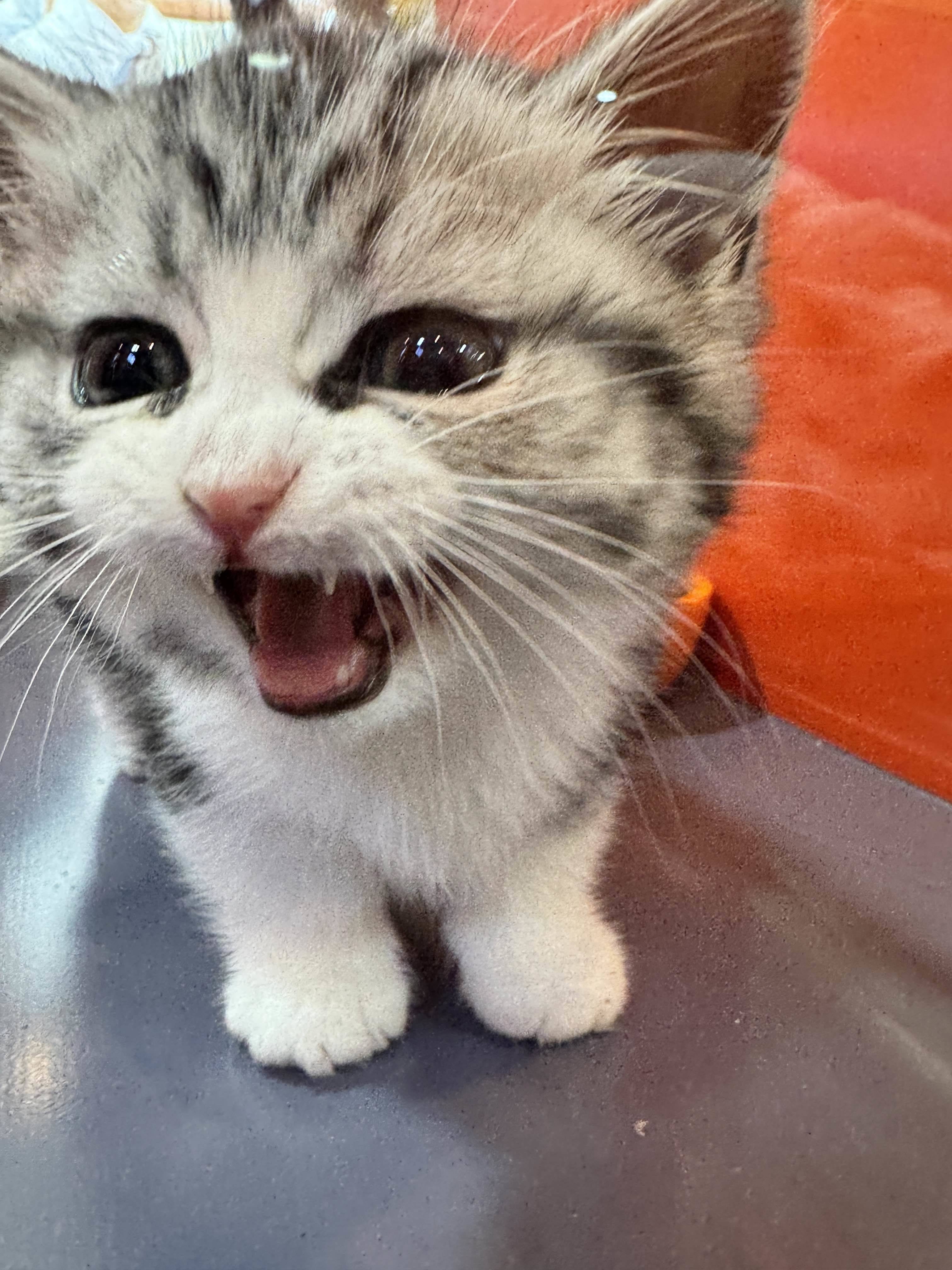 我有两只猫