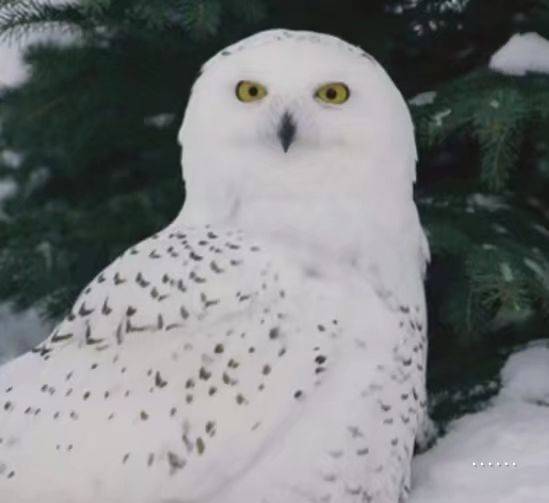 一个人（房/东）