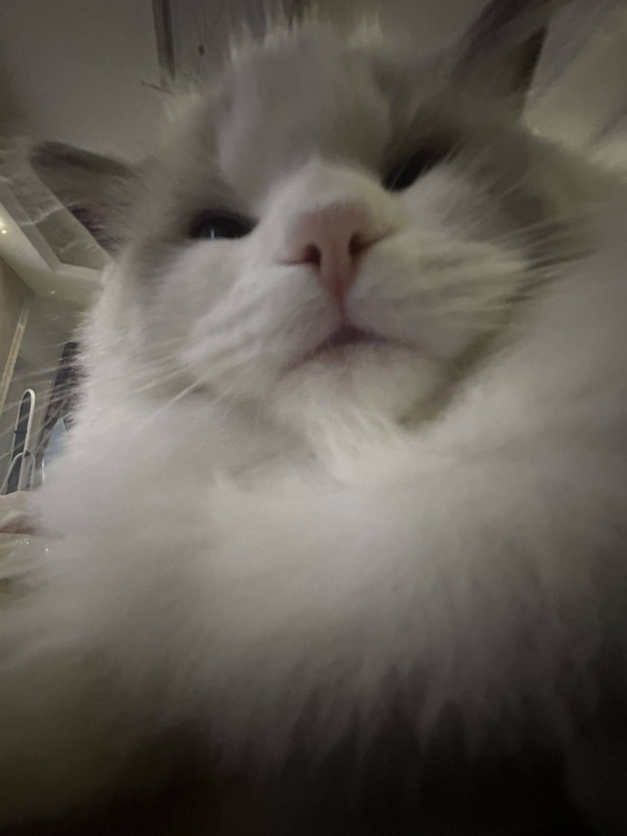 饭特稀