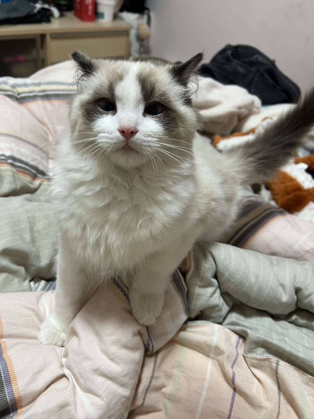 饱