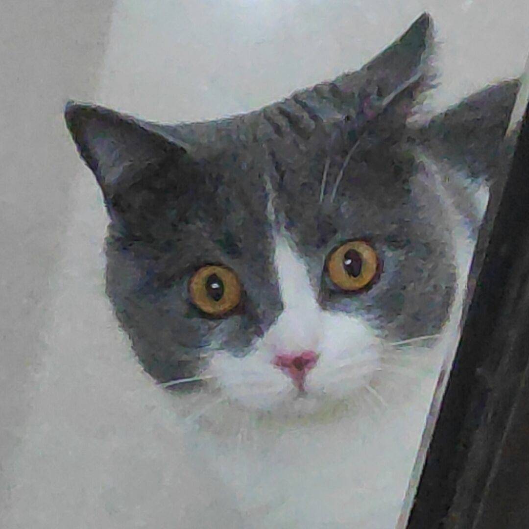 宋