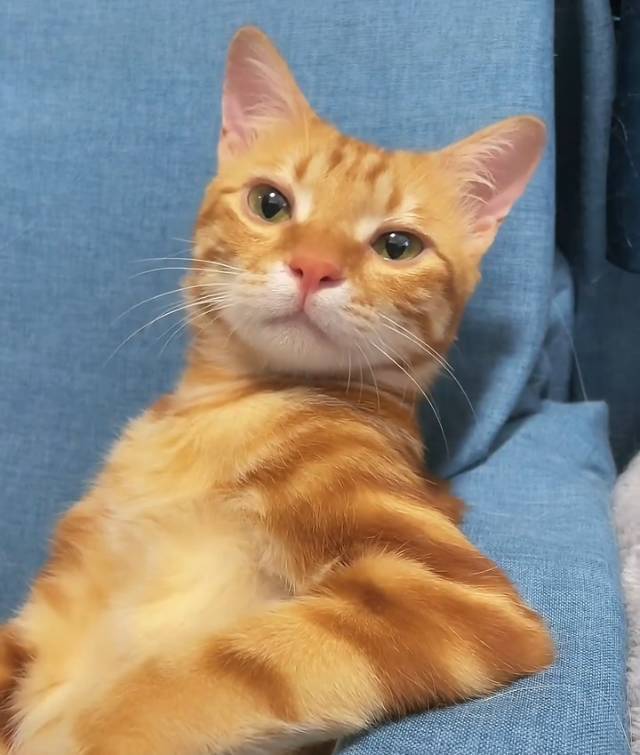芝士橘猫