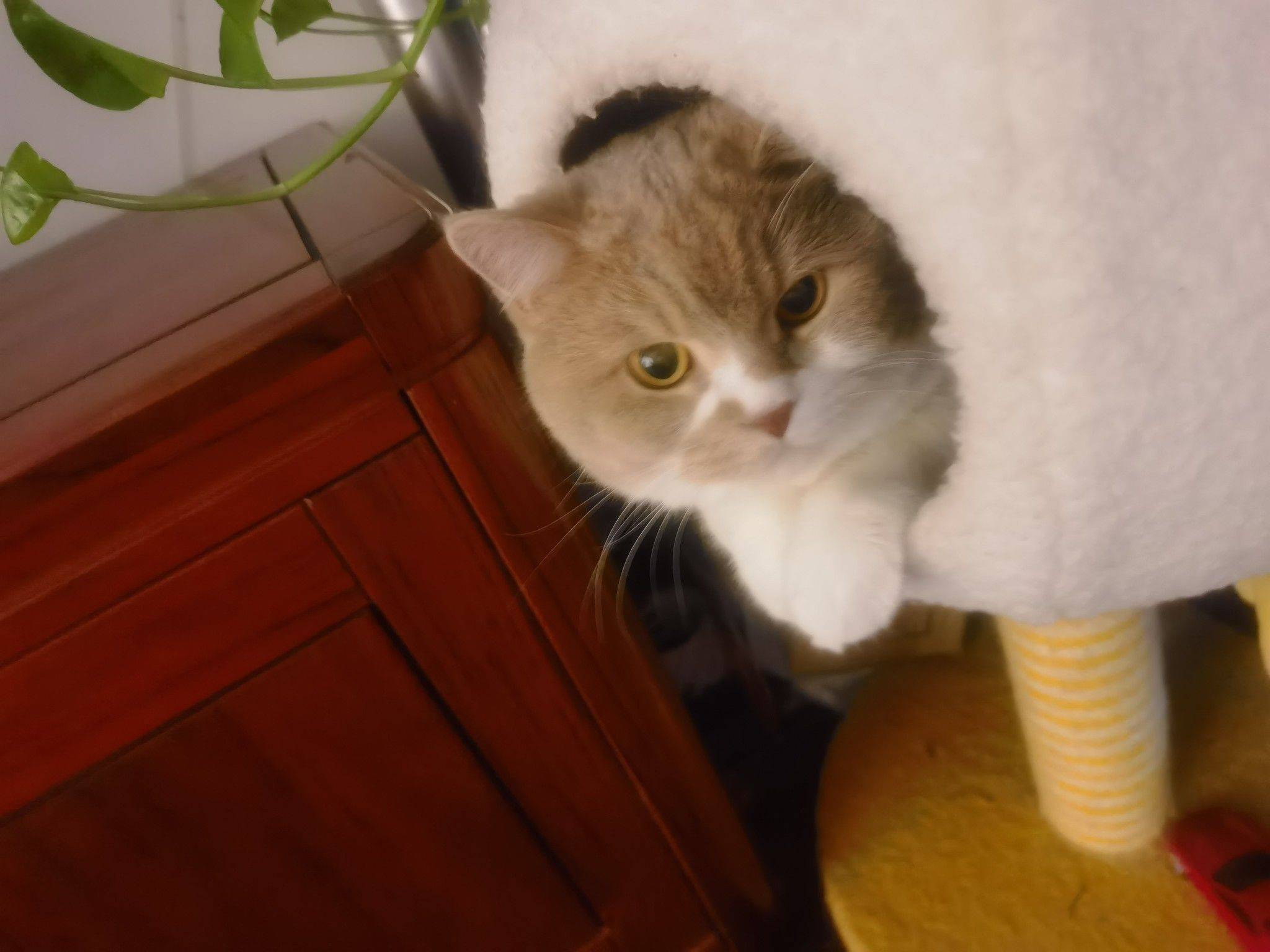 ella