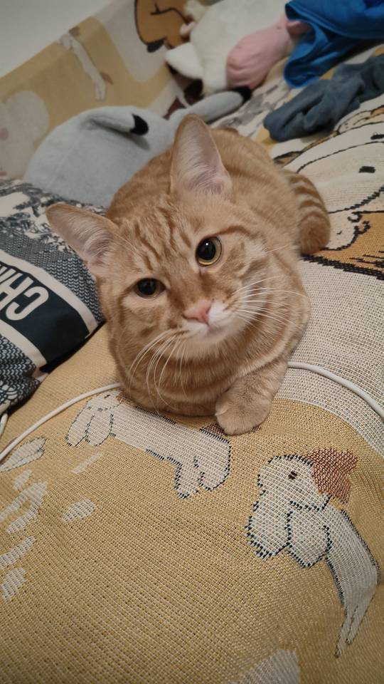 Chocolate Doggge🐾