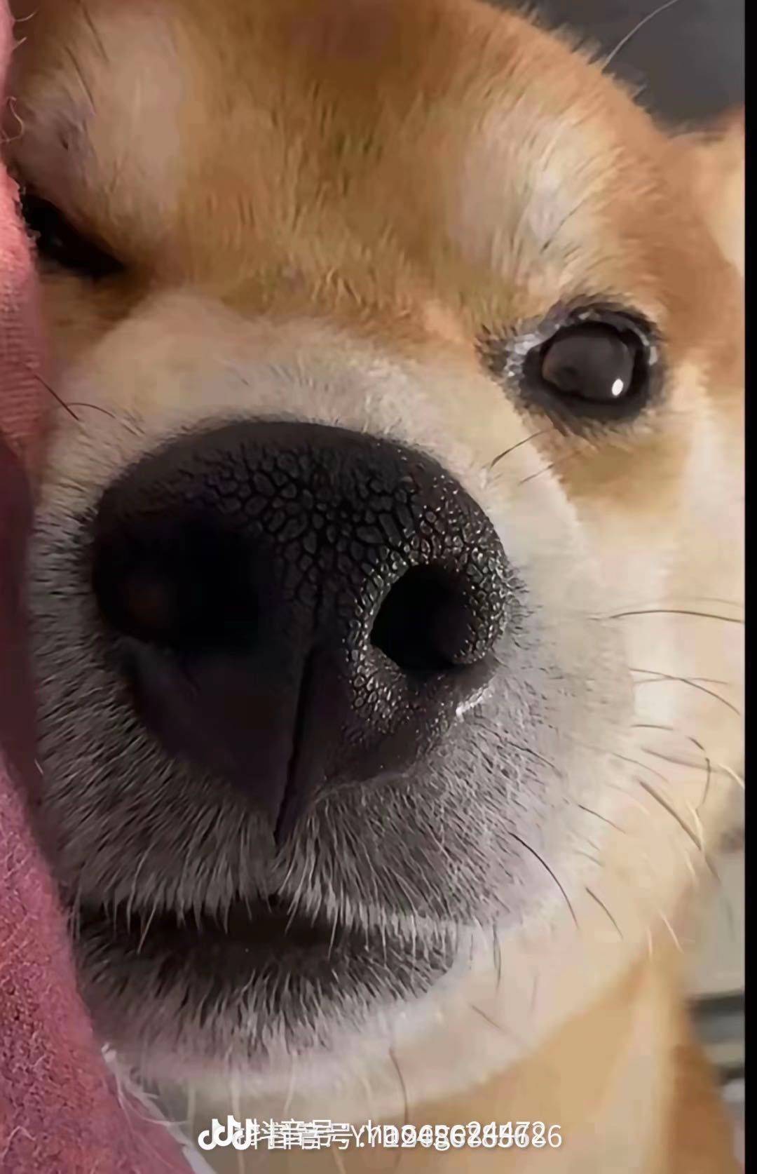 单程票丫
