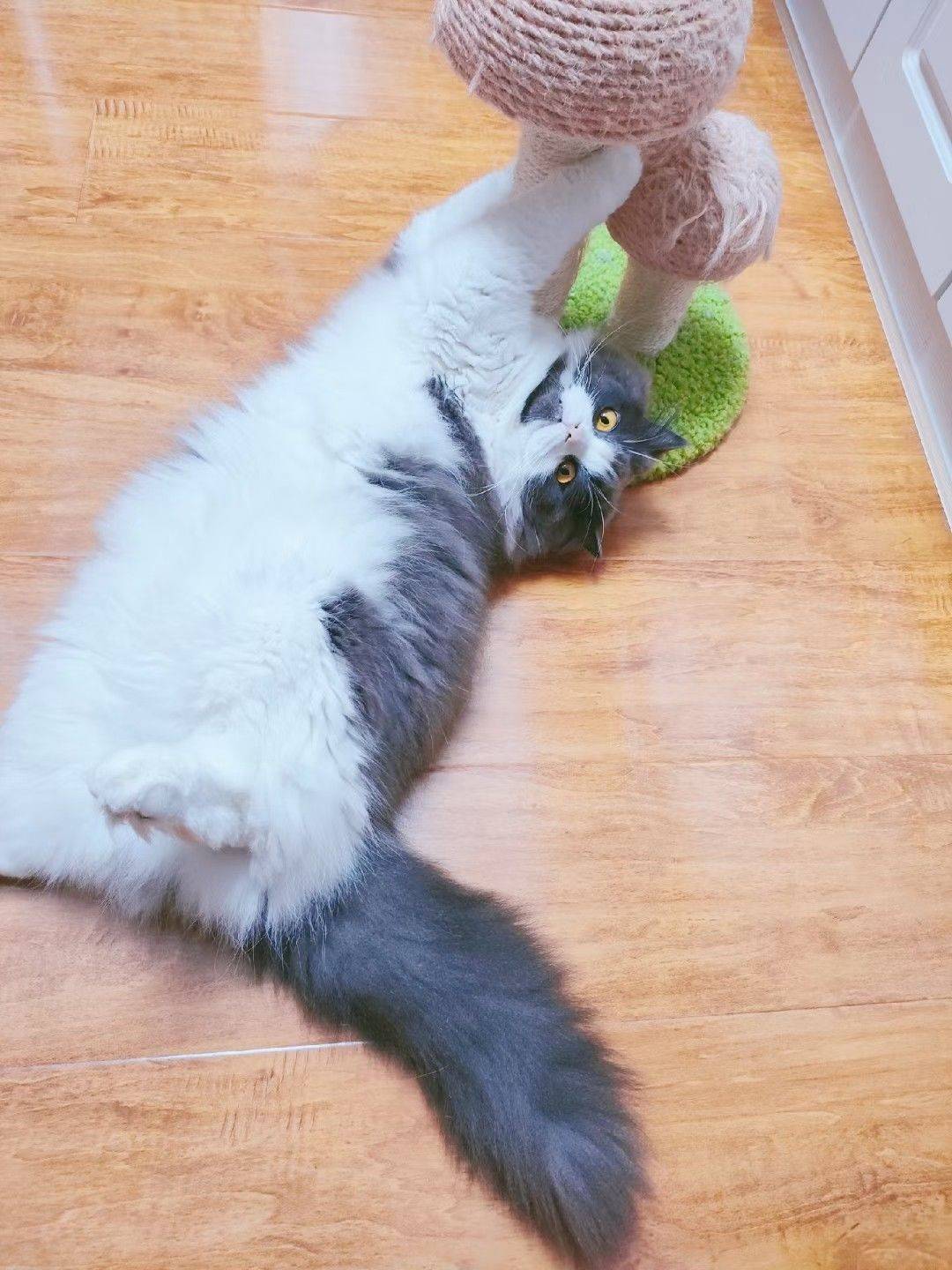 🐱 。winnie