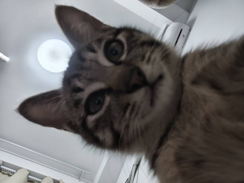 白