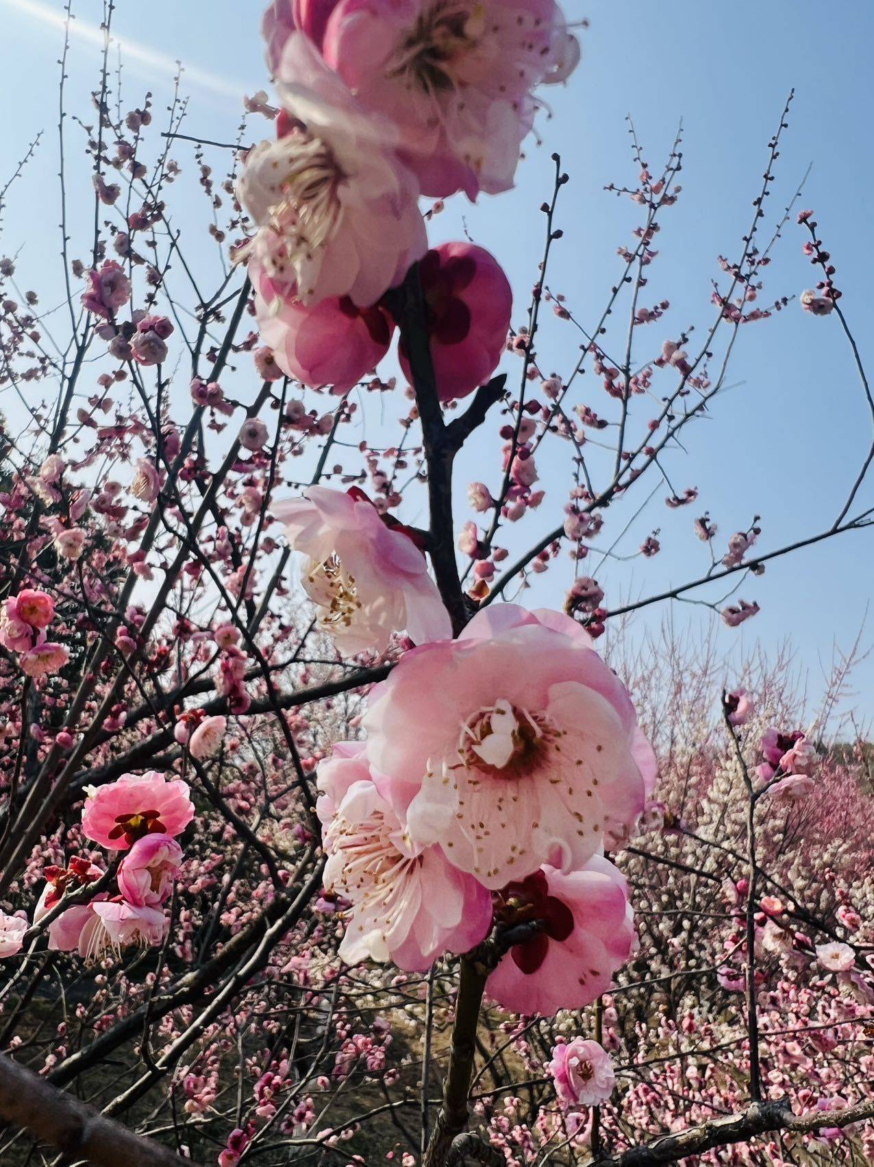 草莓味的蓝莓