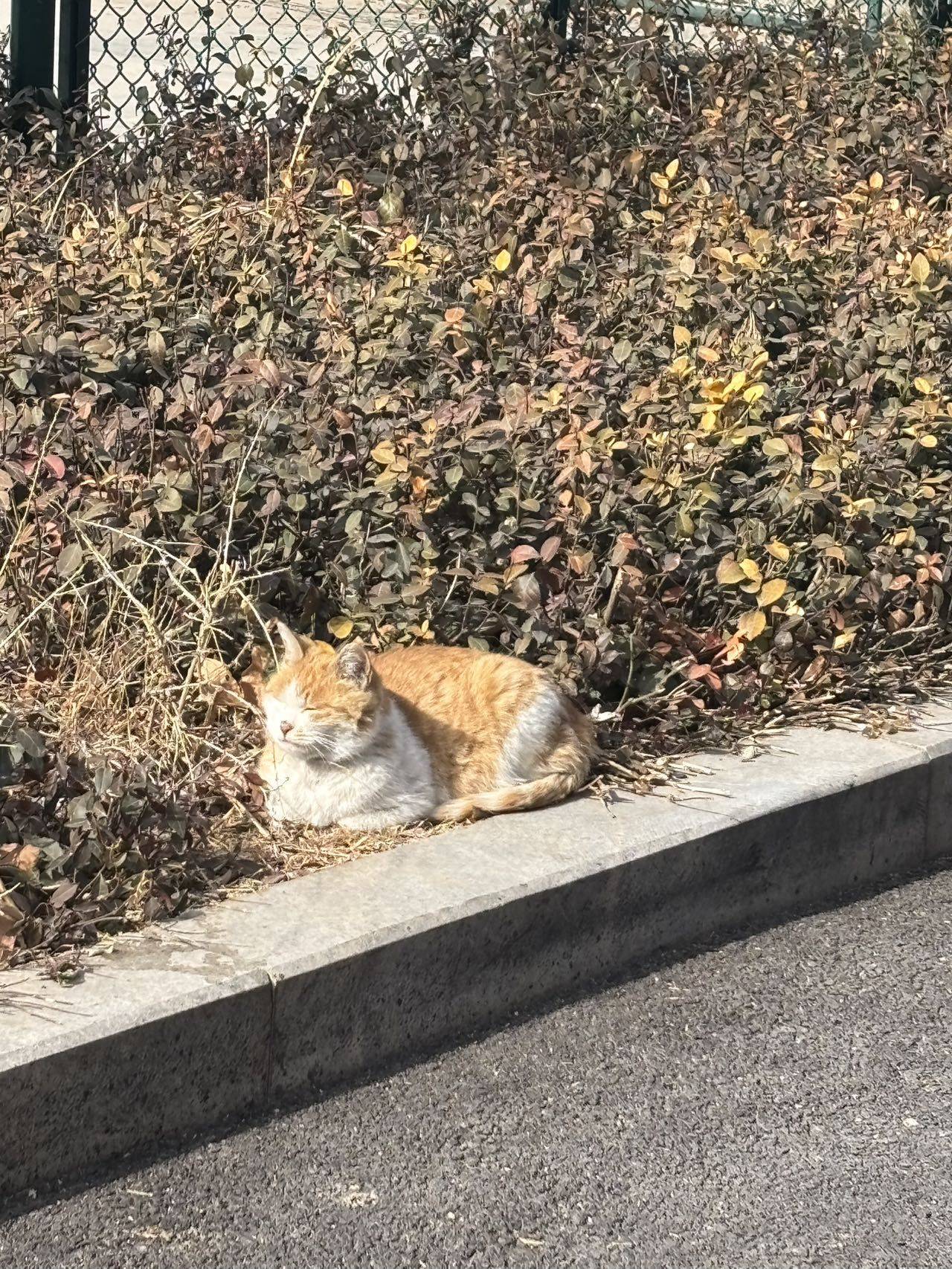 流芳芳芳