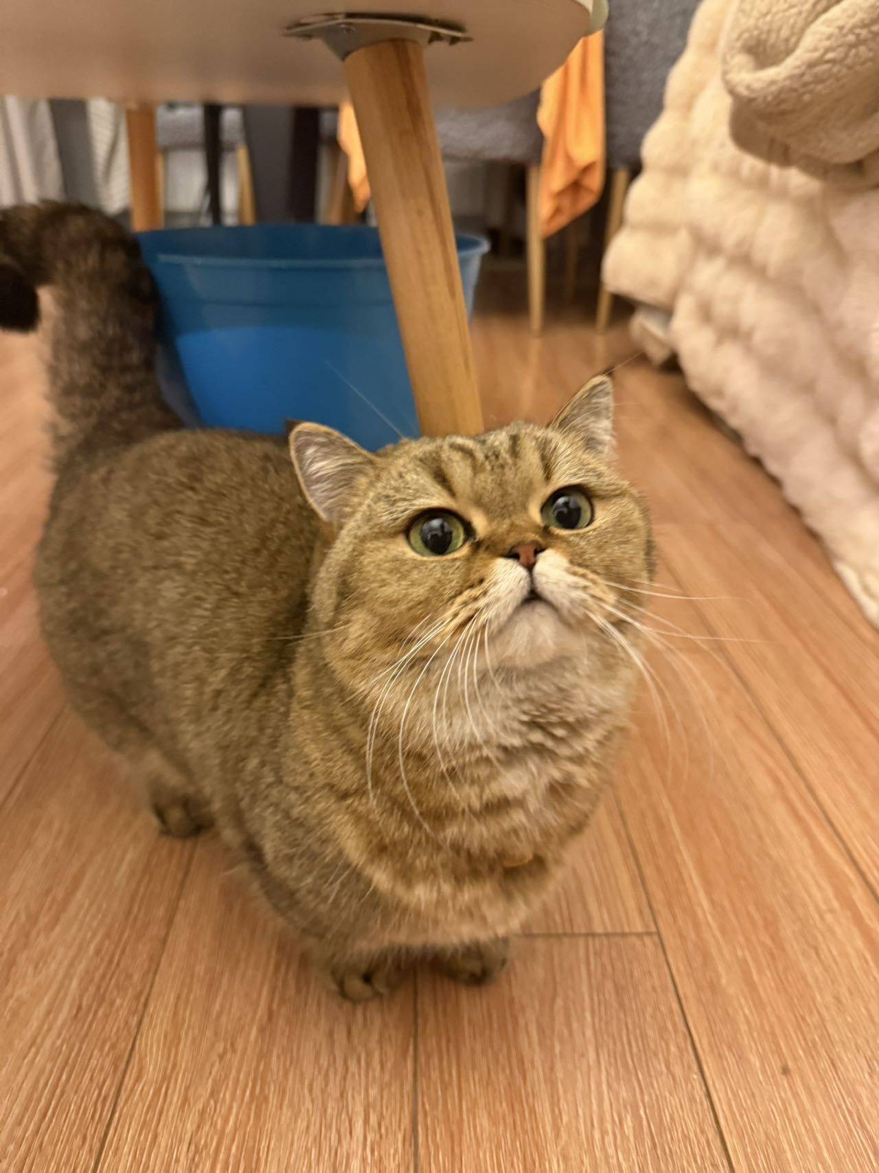 噜噜