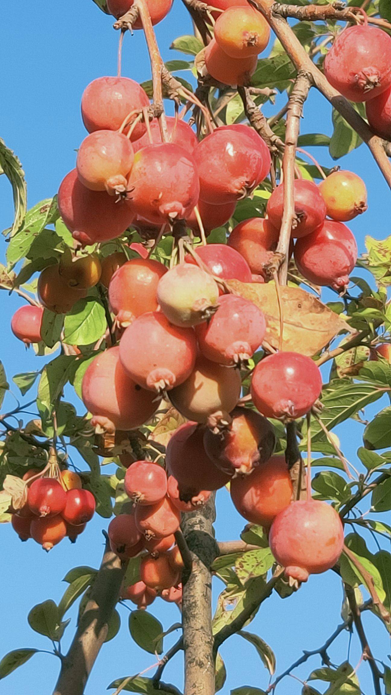 丽