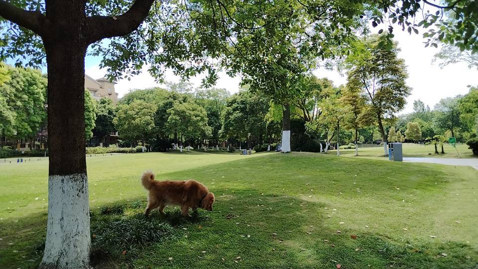 东曦