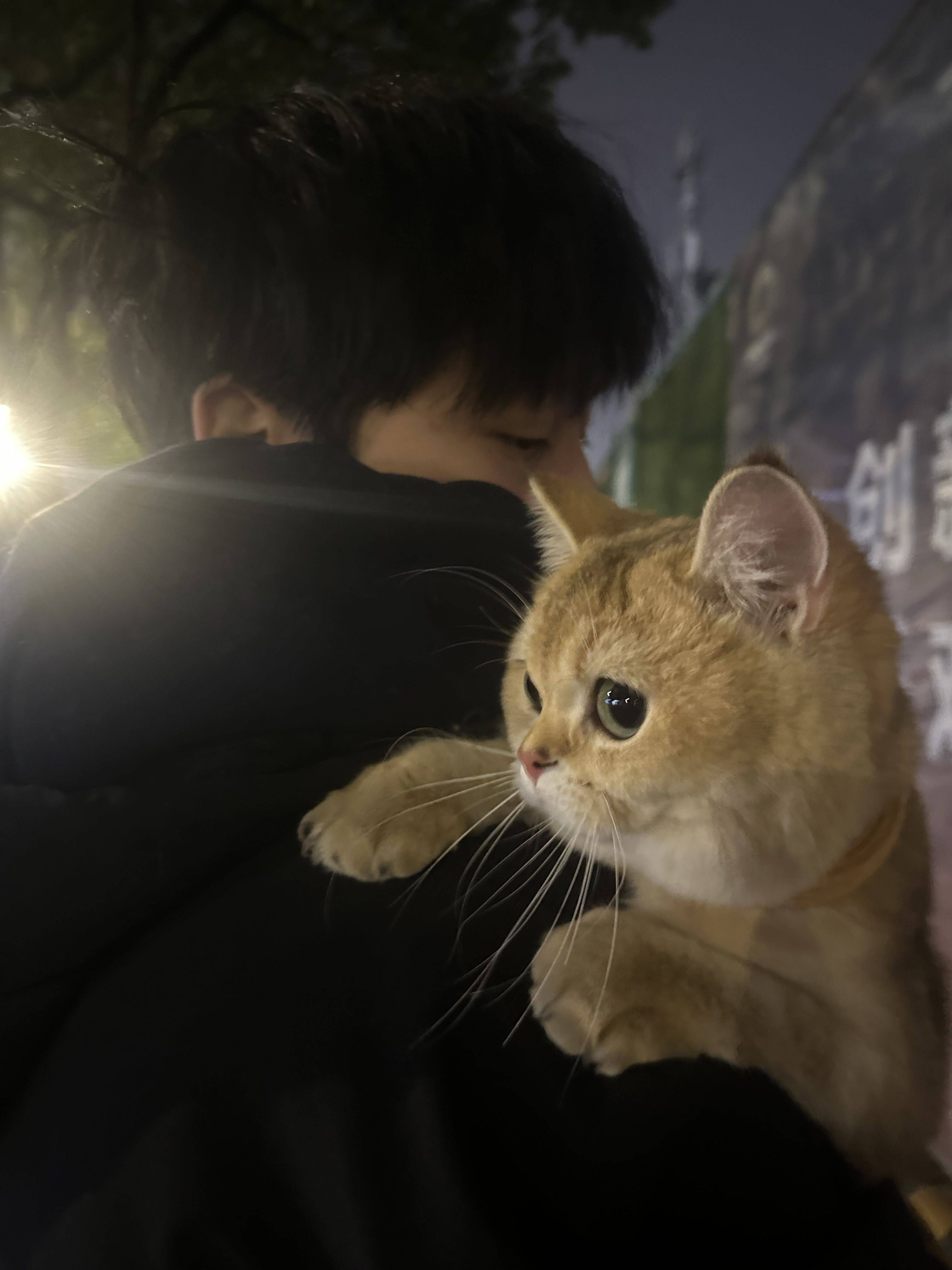 土豆是只喵〰️