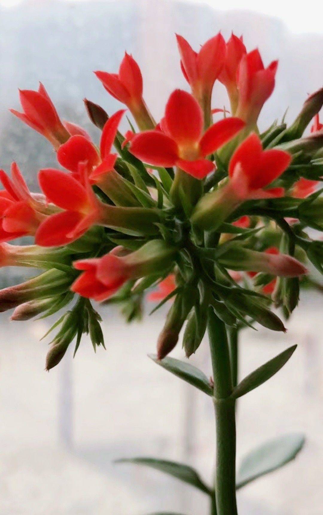 红小花