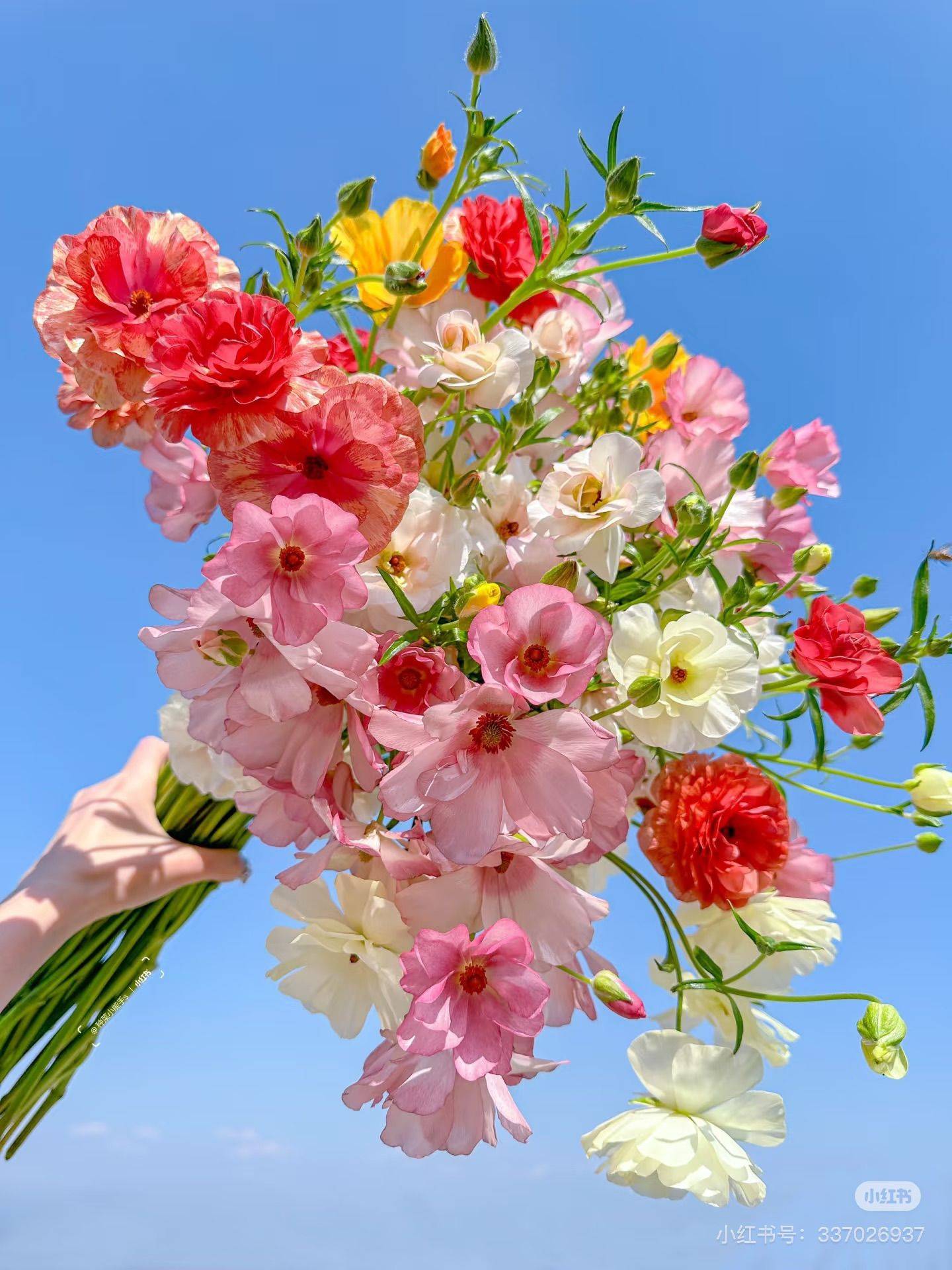 花儿ever