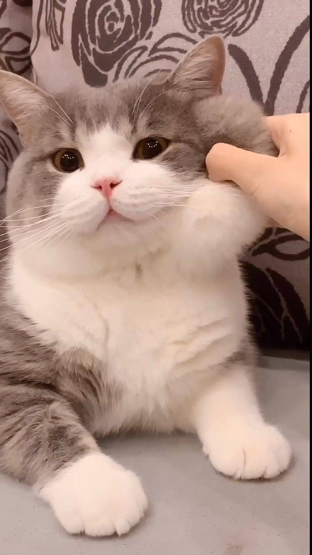 小麦哲