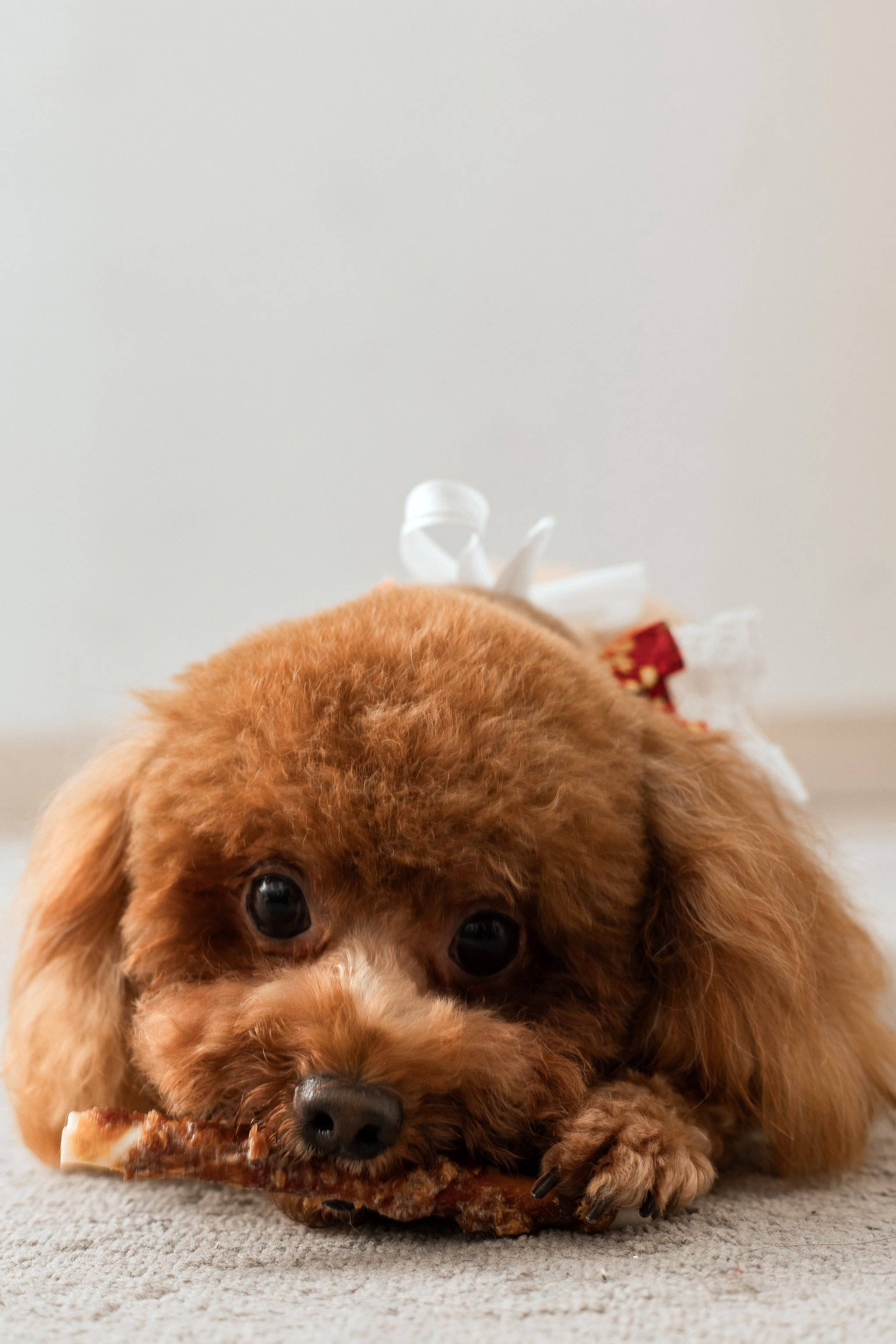 lily