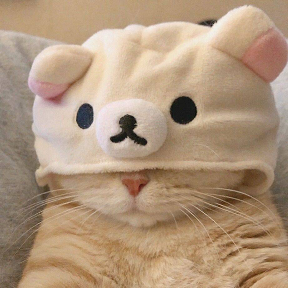 喵帽帽