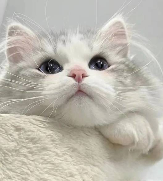 åŠé¢—西柚💤