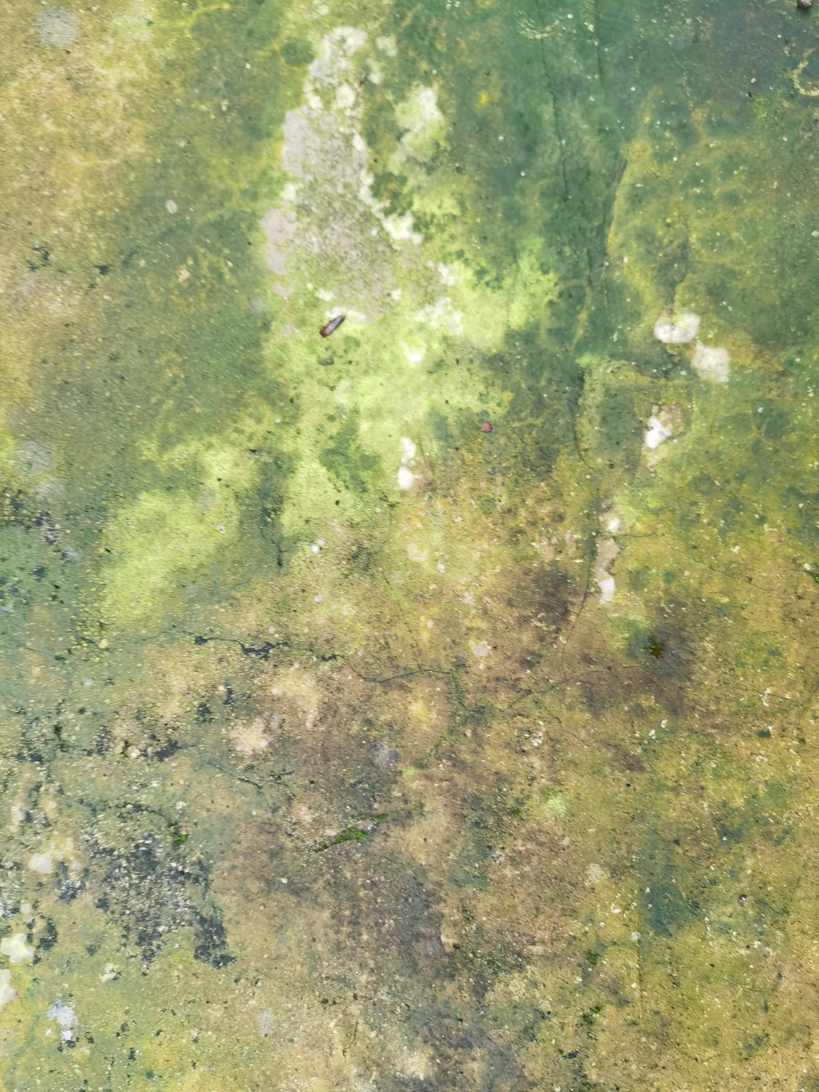 紫葡萄
