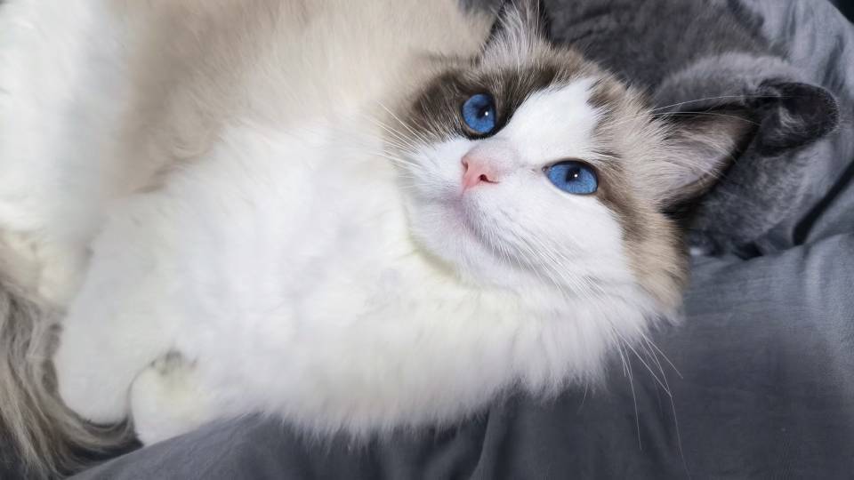 古月