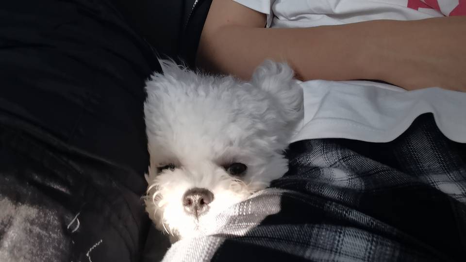 咖啡是笨蛋'