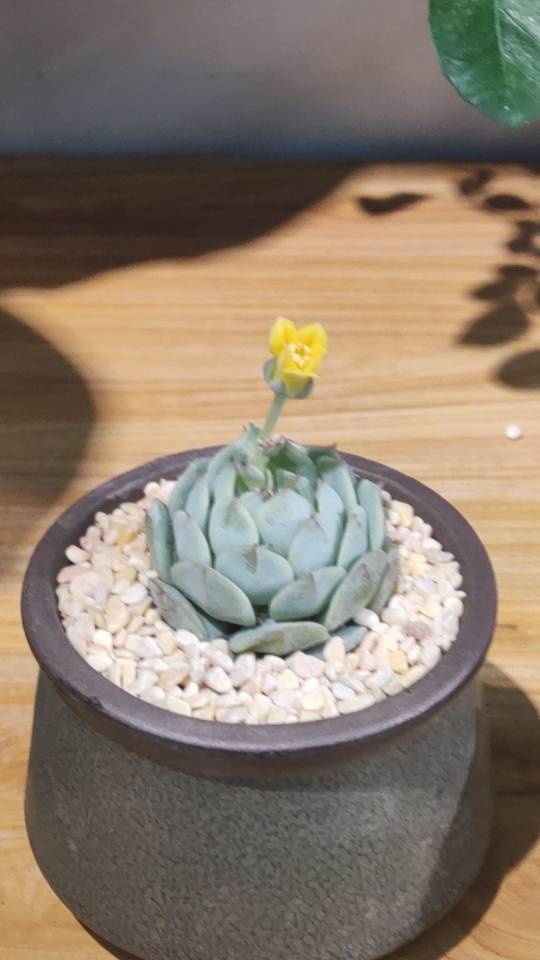 樂以悠刘