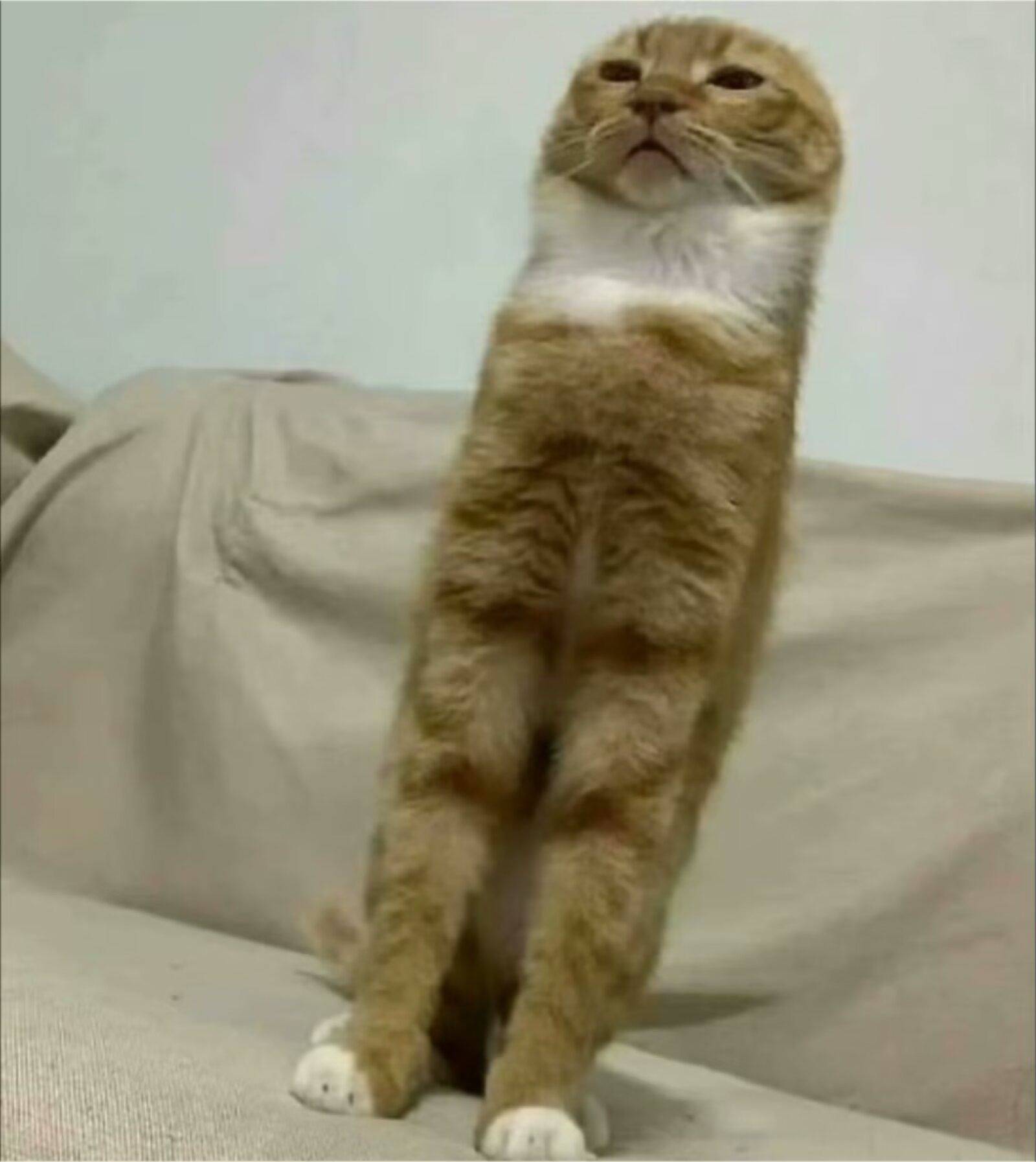 娃哈哈