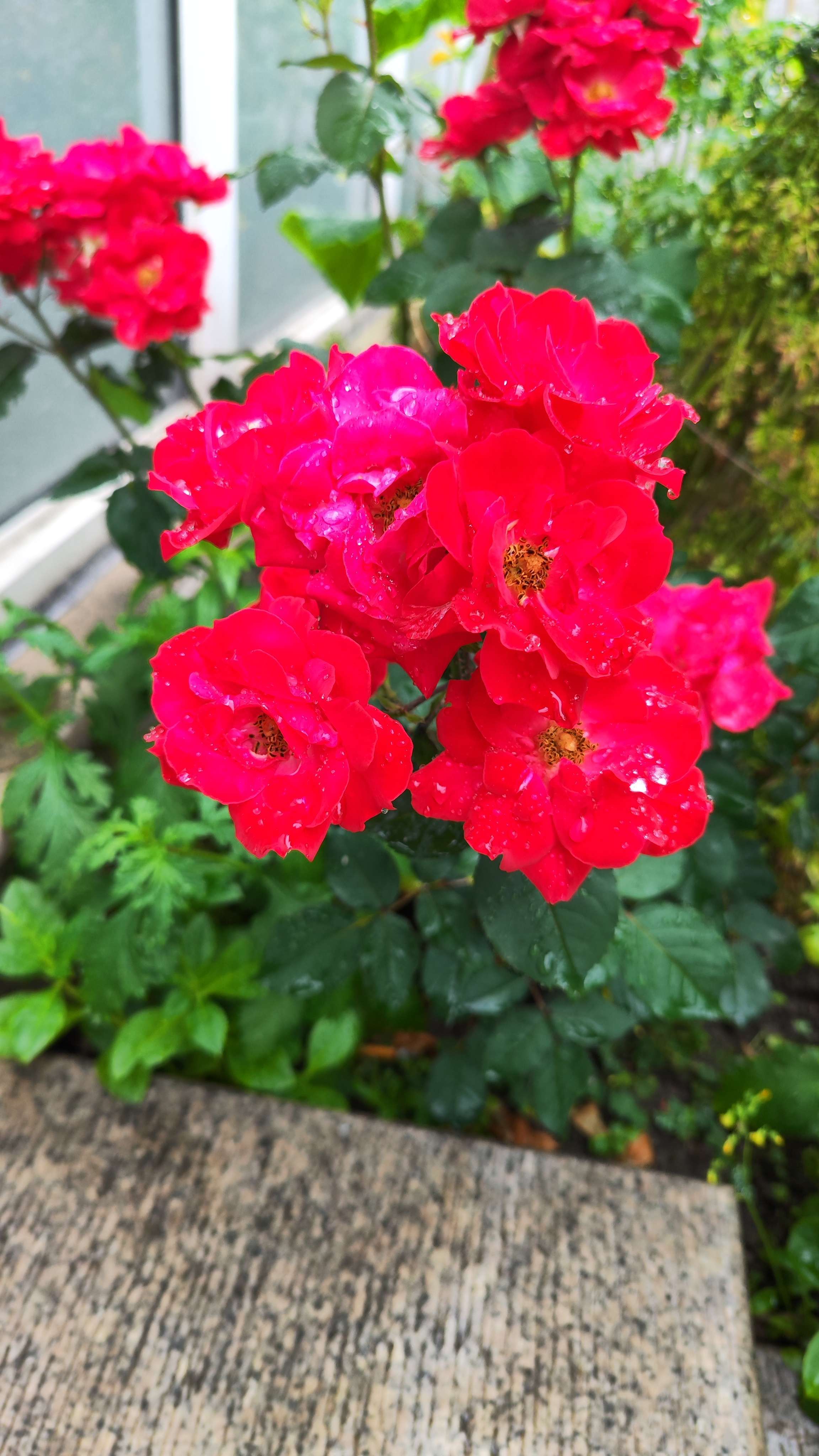 芳芳