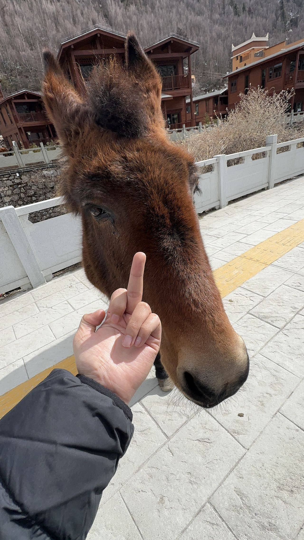 袁小藏