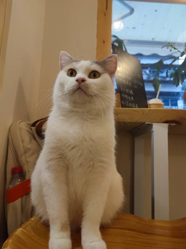 大大大大大大西瓜