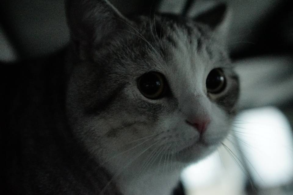 霸天虎